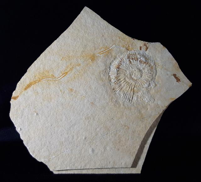 Subplanites rueppelianum QUENSTEDT 1888 - Bild © FossNet FossilienStore